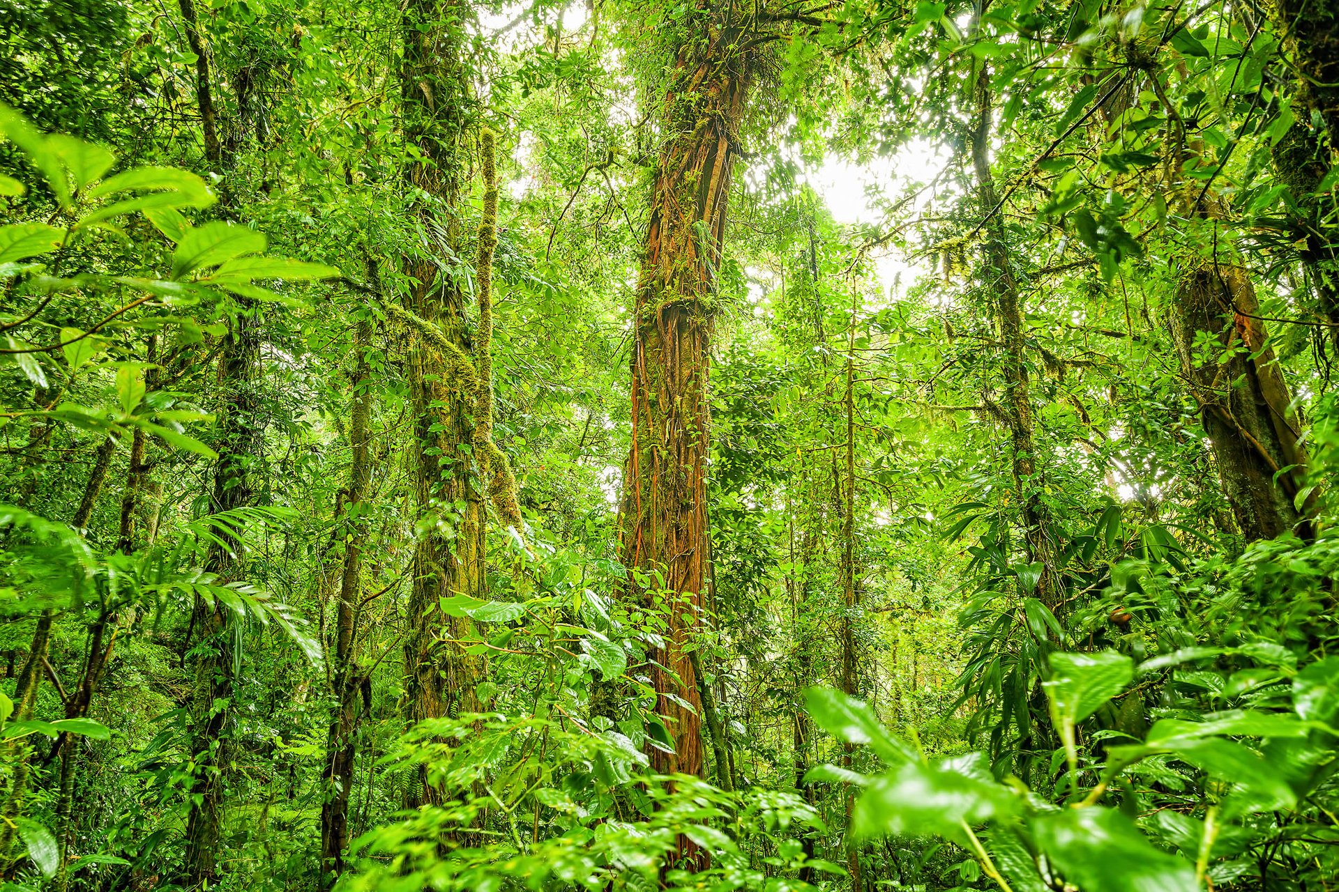 Study: Plants regulate their leaf temperature to boost carbon uptake