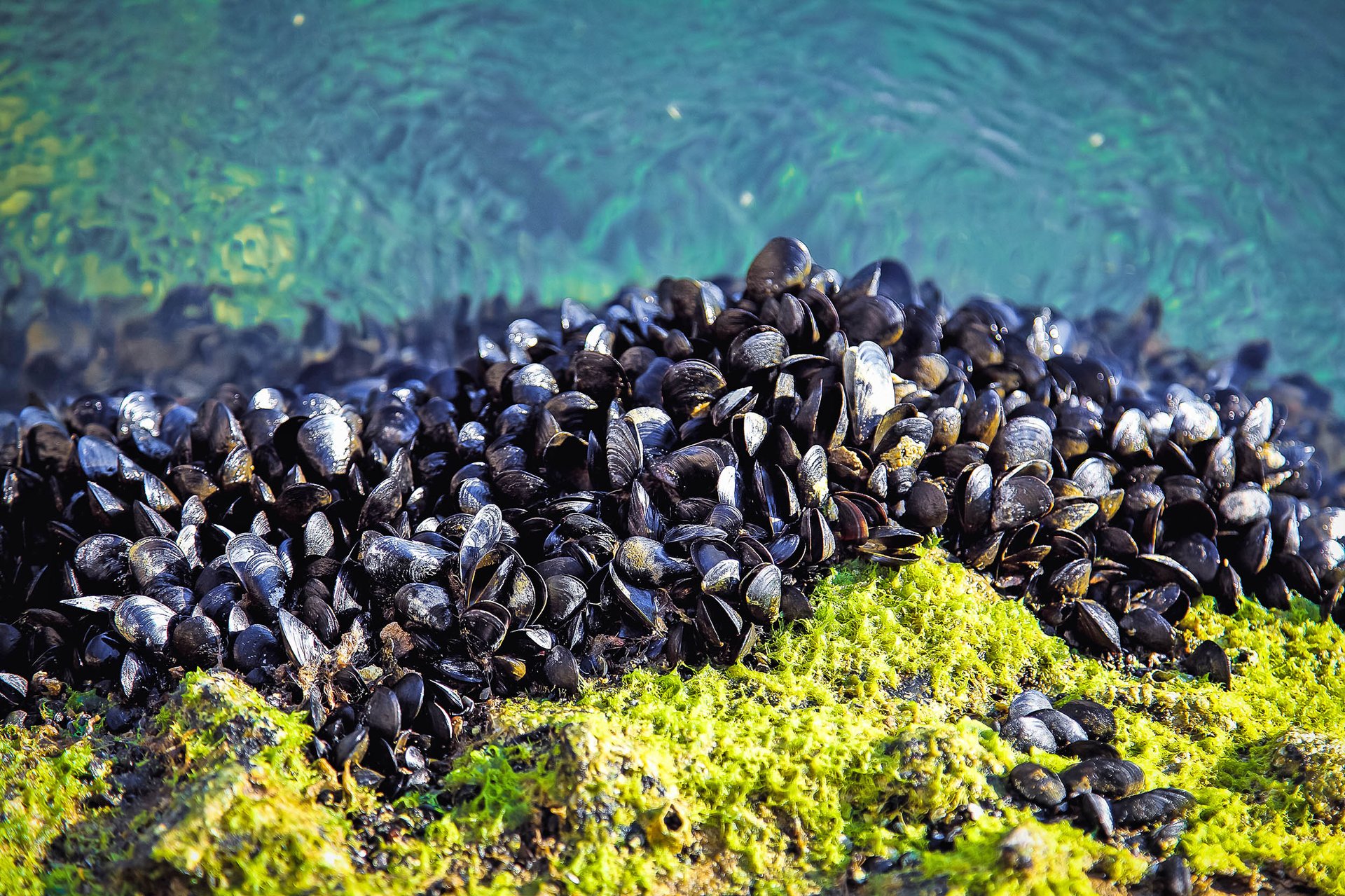 Mussels are disappearing from New England waters