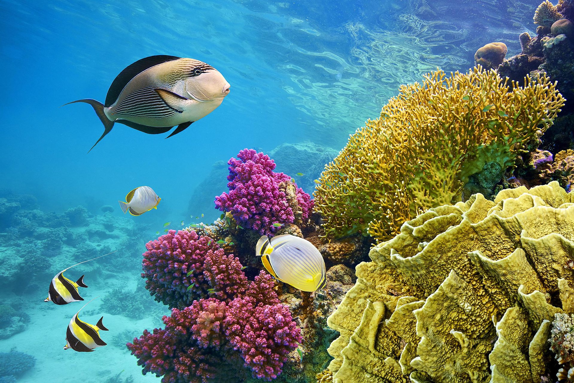 Coral reefs use sound to attract new animals