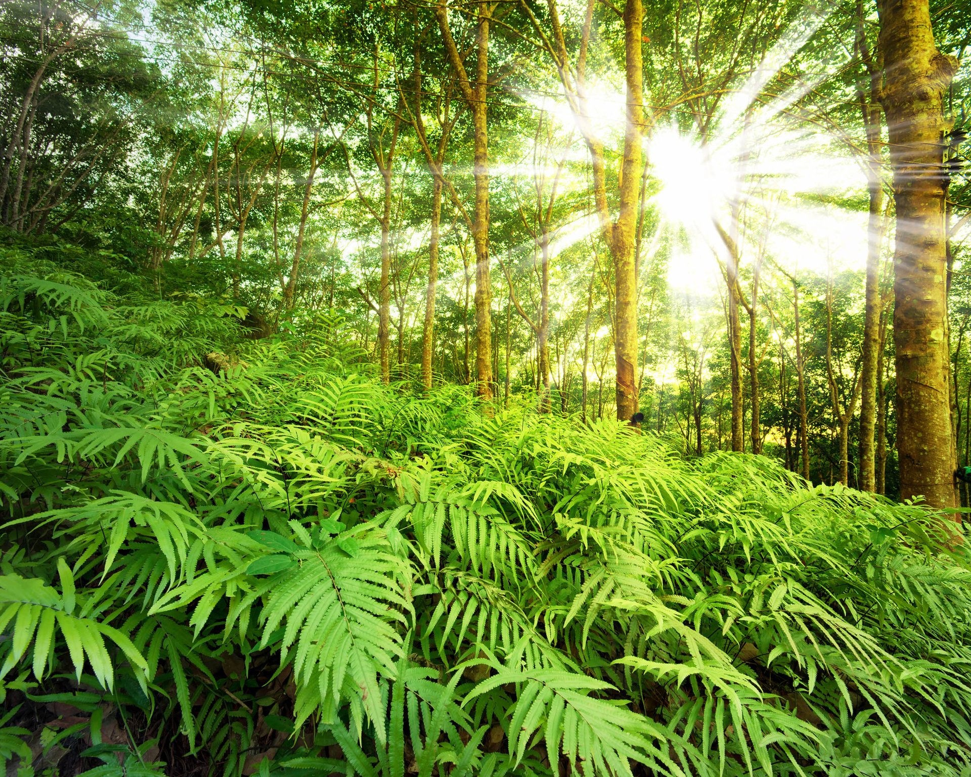 Plant hormone evolution