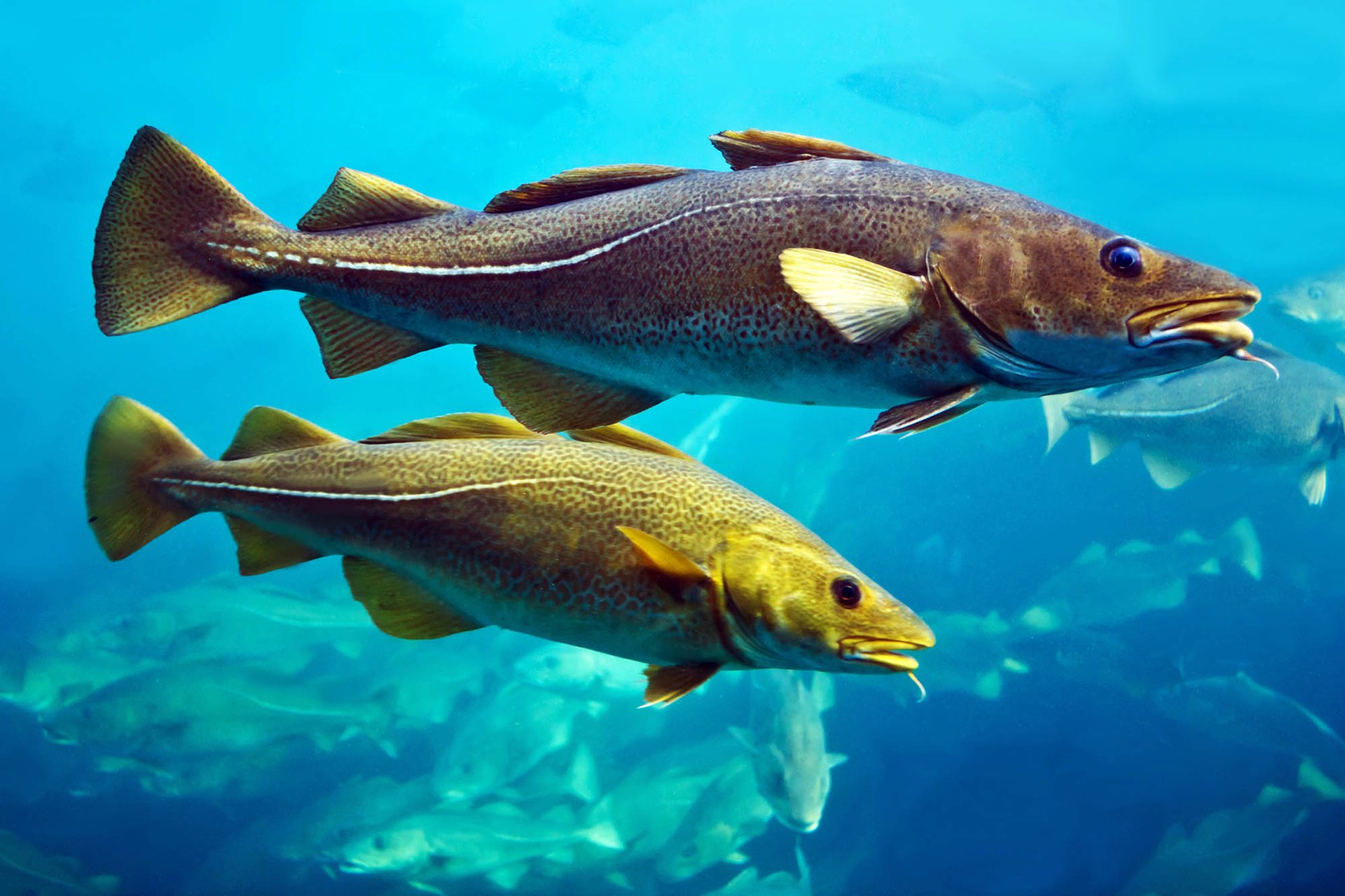Ocean acidification is killing baby cod