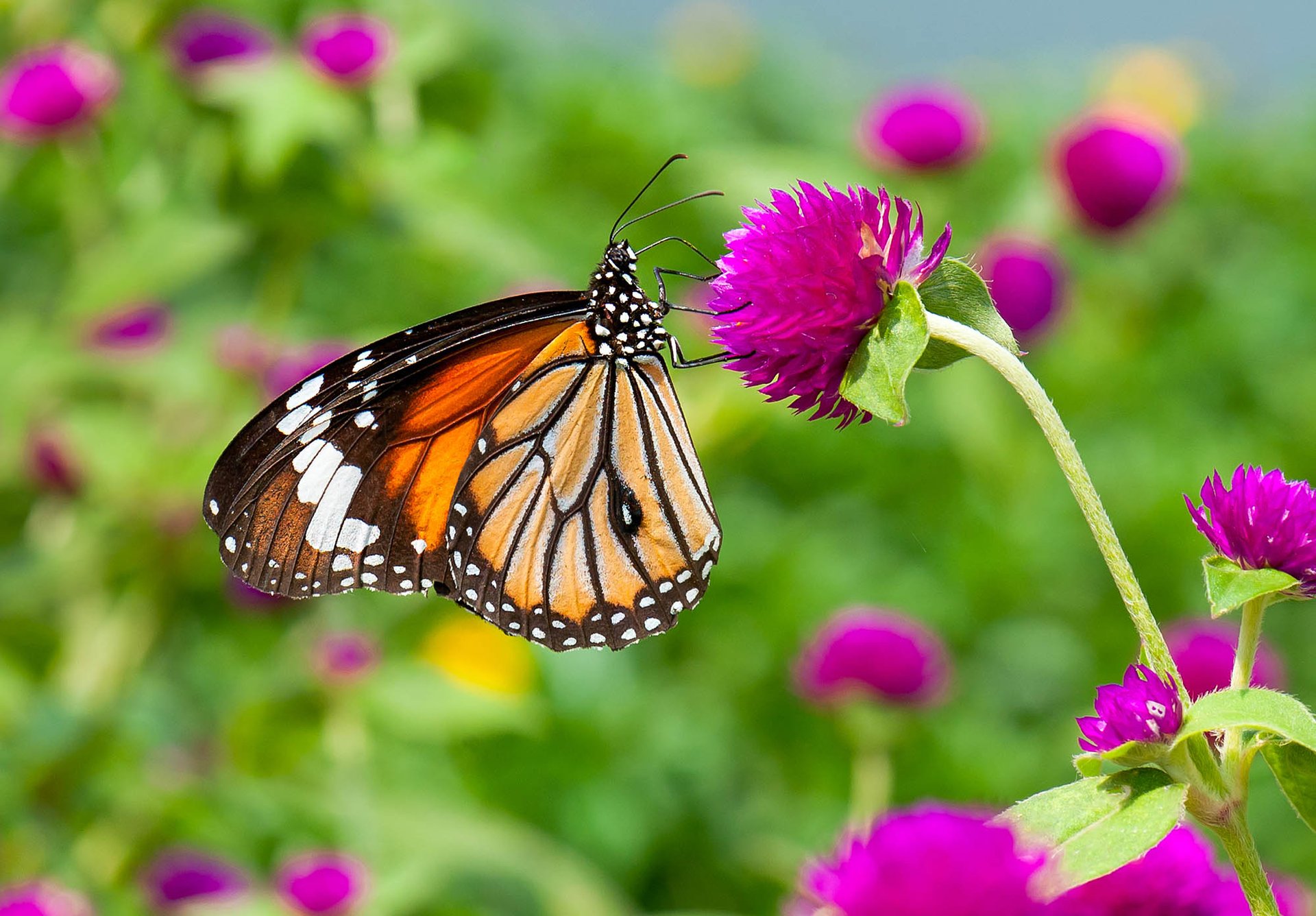 Recent Mexico storms killed millions of monarch butterflies