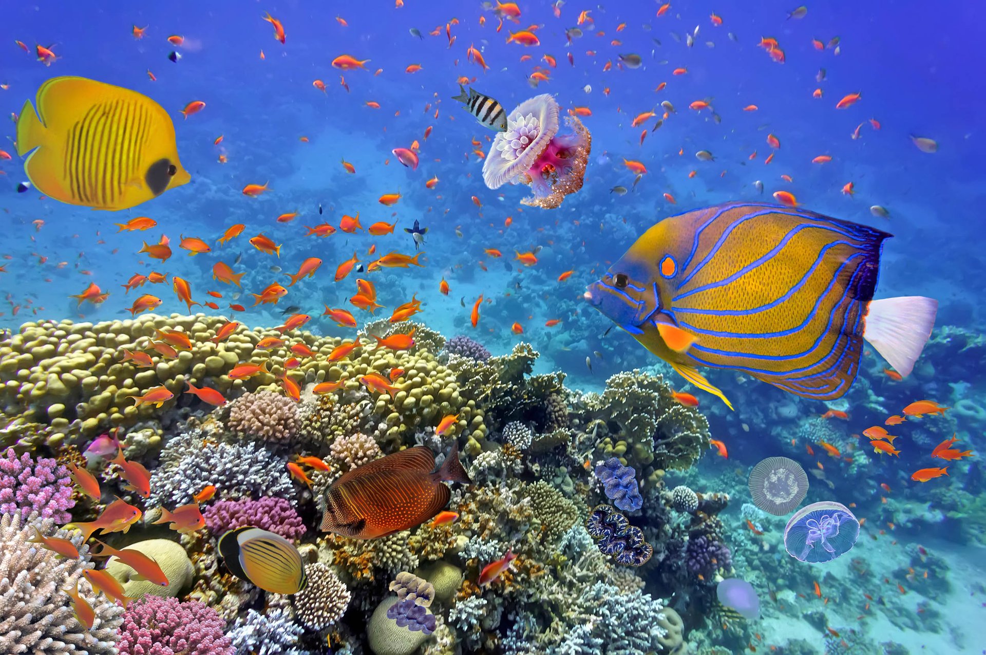 Scientists are using supercomputers to save endangered corals
