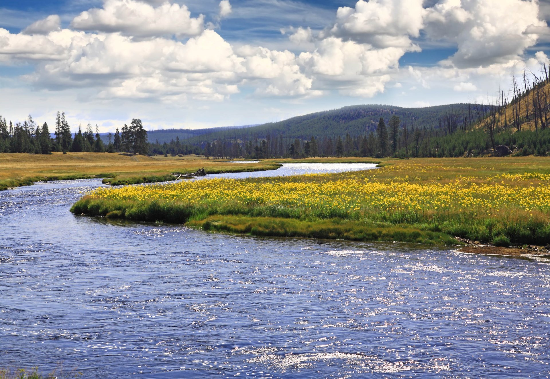 Yellowstone River closes after thousands of fish die