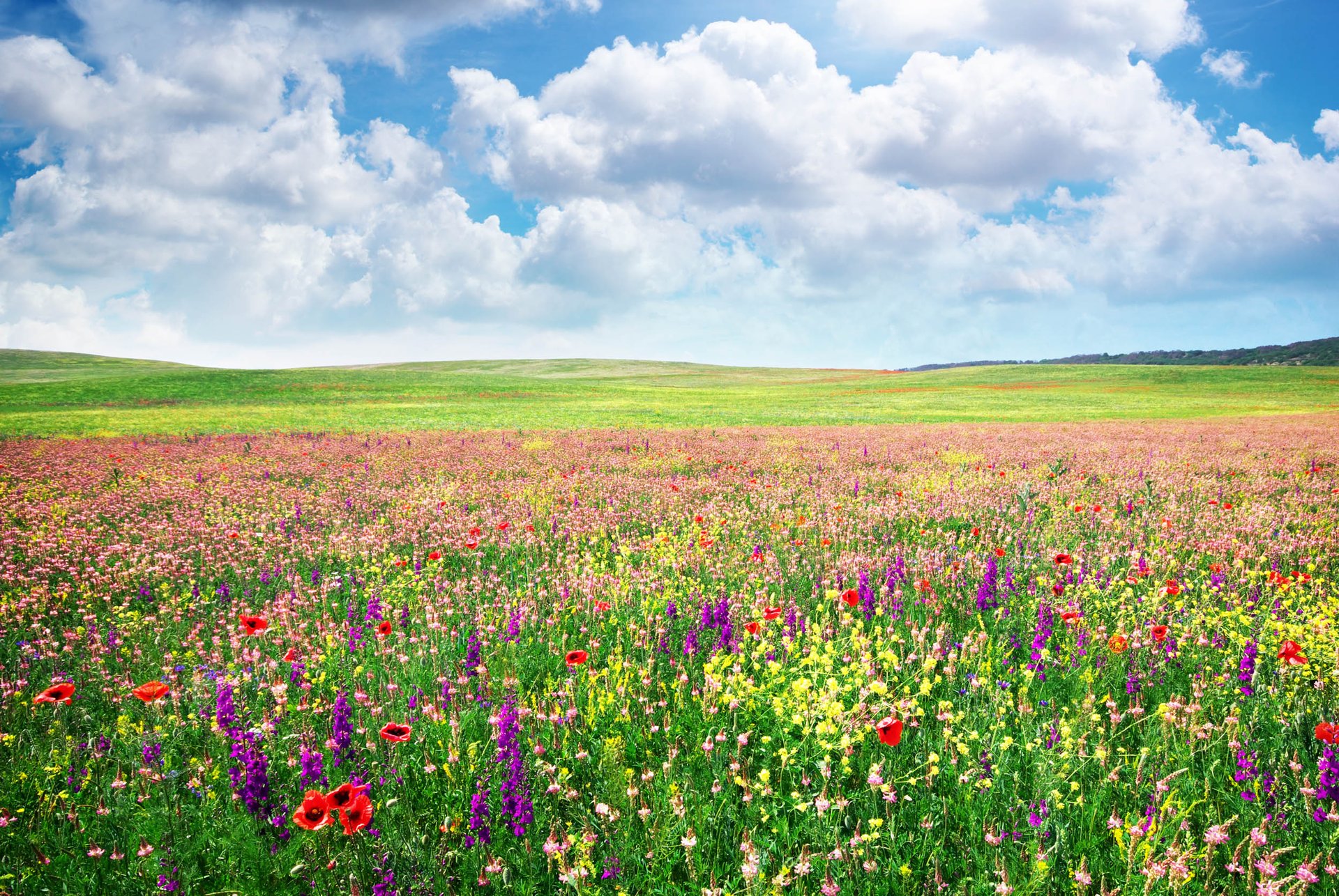 Study: Meadow full of flowers benefit mankind