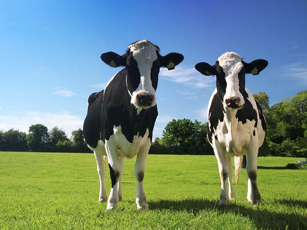 Managing methane emissions from livestock manure