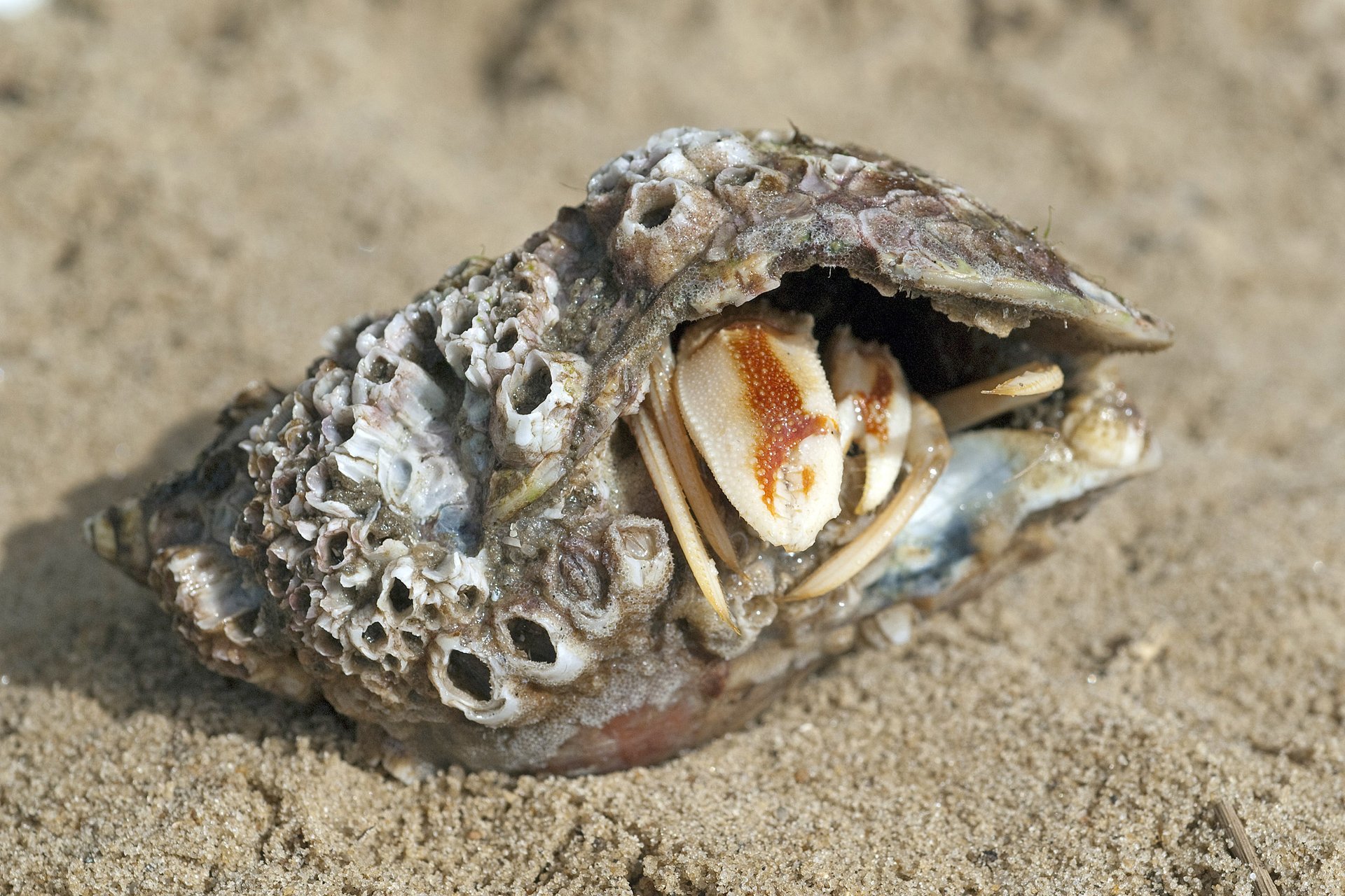 Study: Marine animals live longer at high latitudes
