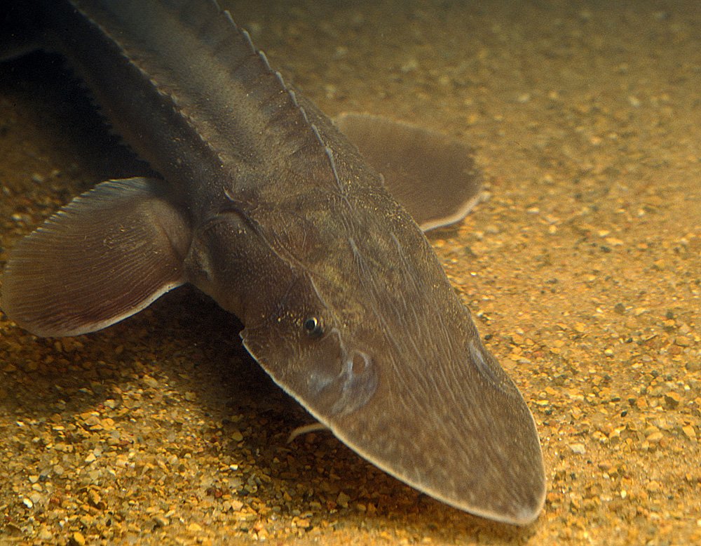 Officials are skeptical about pallid sturgeon protection program