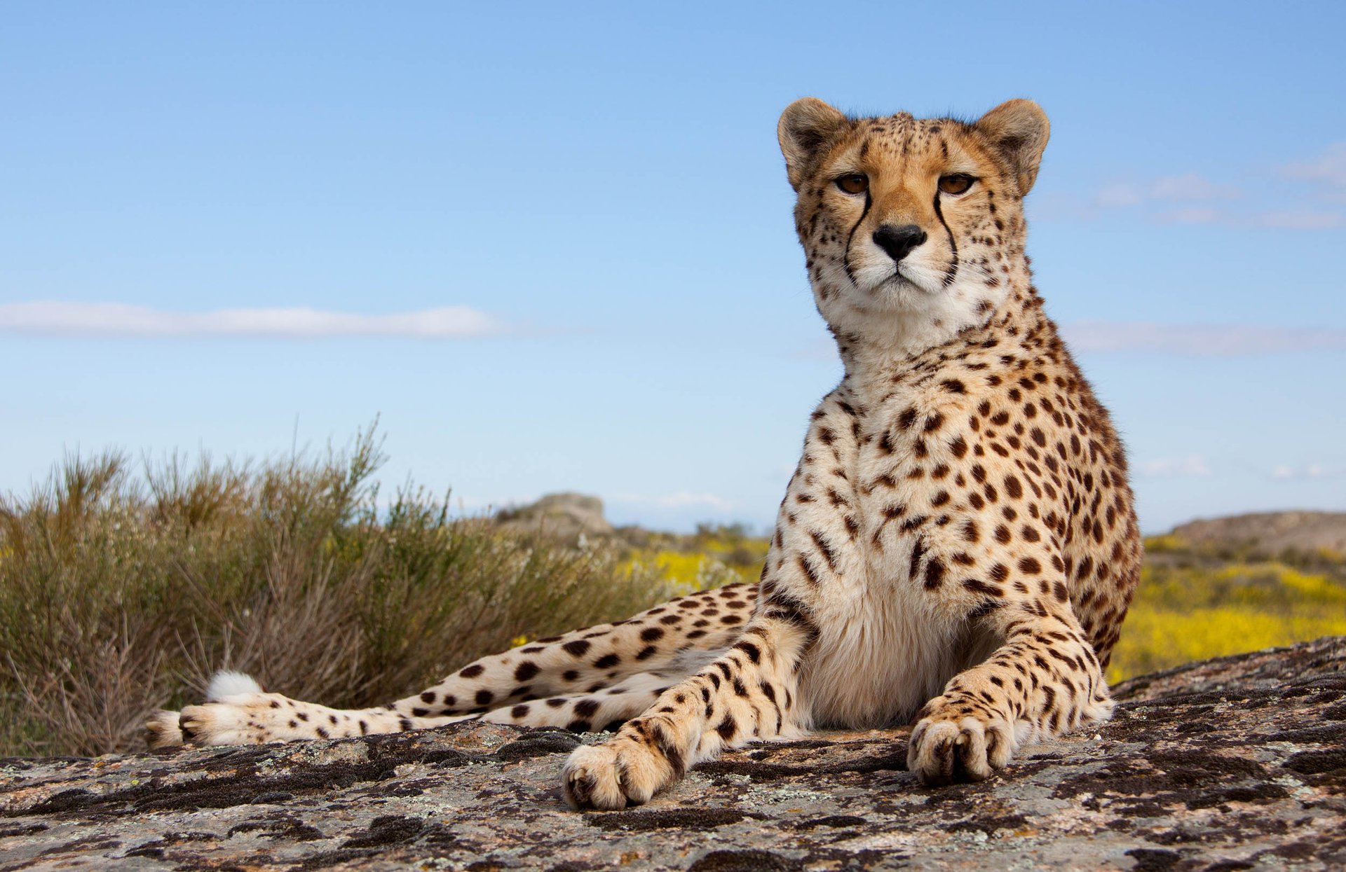 Big cat brain research baffles scientists