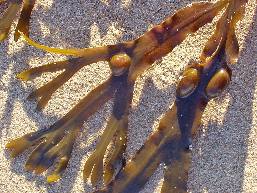 Climate change is bad news for bladder wrack Fucus vesiculosus