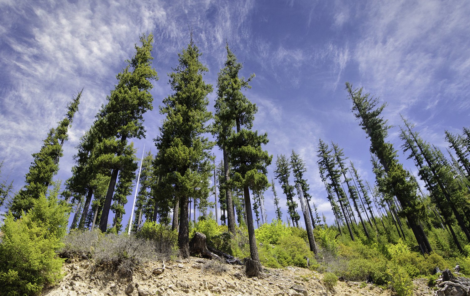 Drought conditions slow the growth of Douglas fir trees across the West