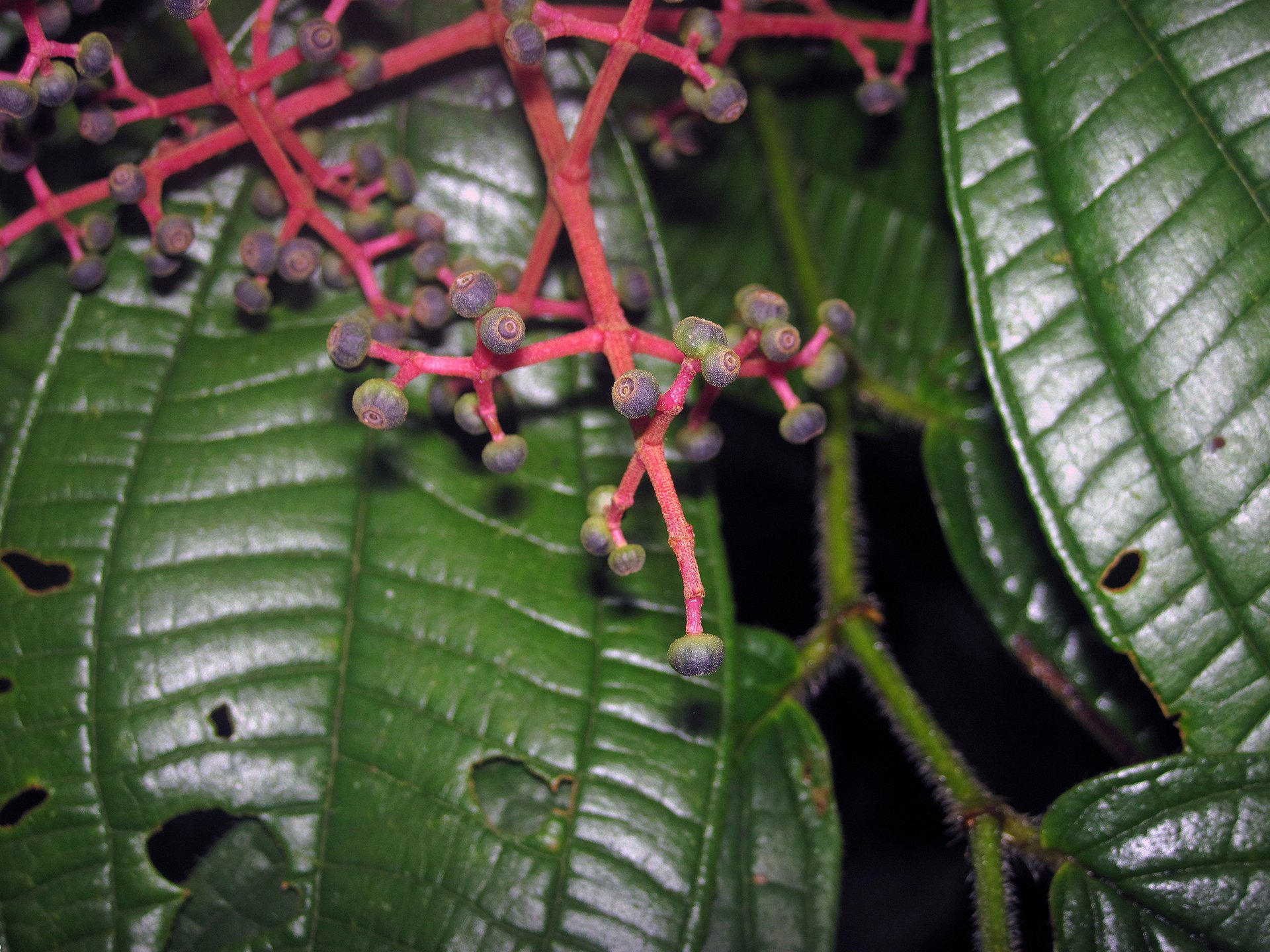 Brazil plant M. affinis favored for reforestation efforts