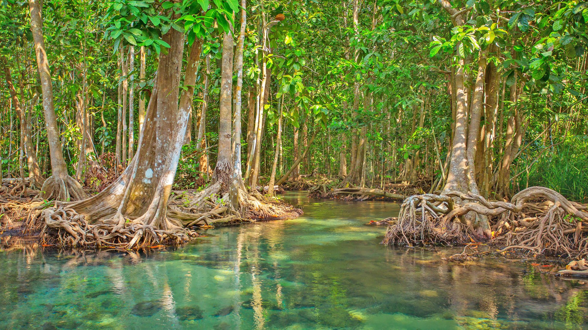 Sri Lanka is working to protect mangrove forests