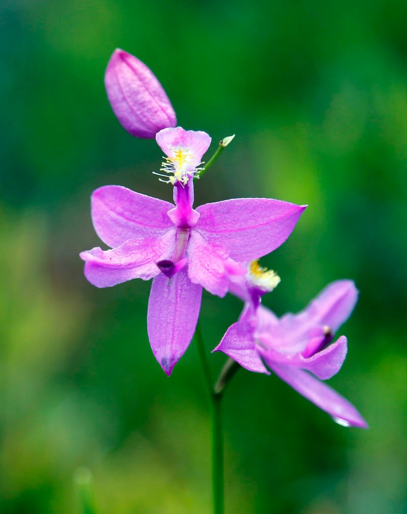 Old iron mine now covered with millions of orchids