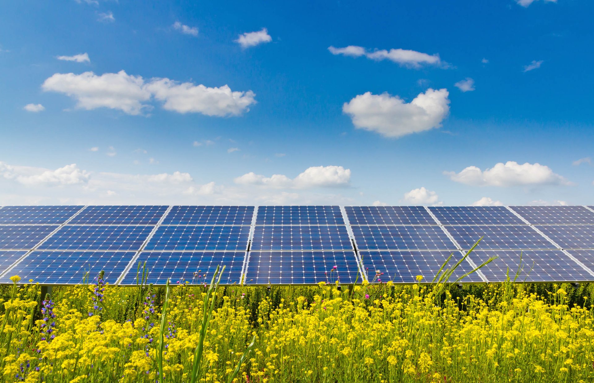 Solar energy project in Long Island is angering environmentalists