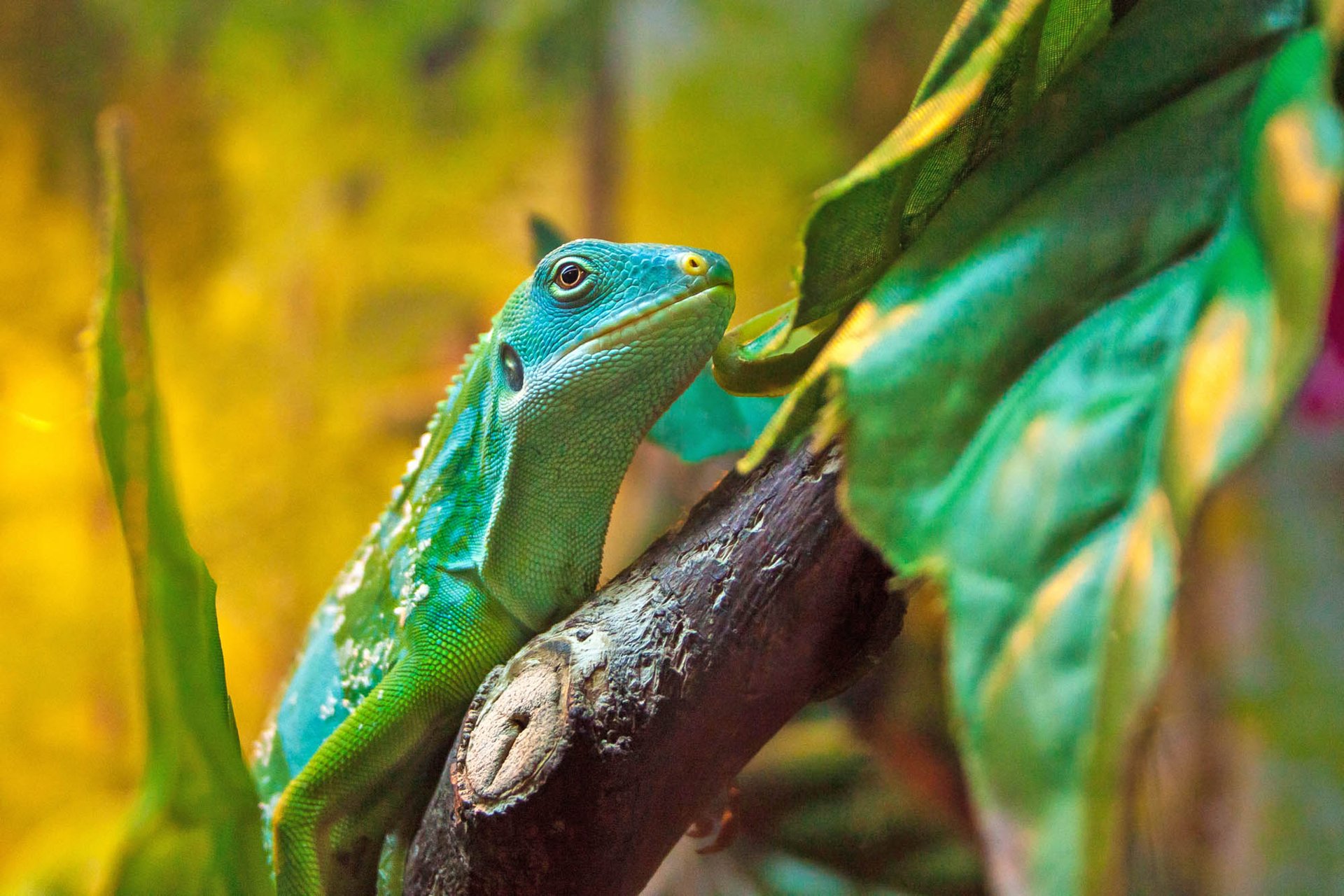 Lizard genome gives insight into climate change