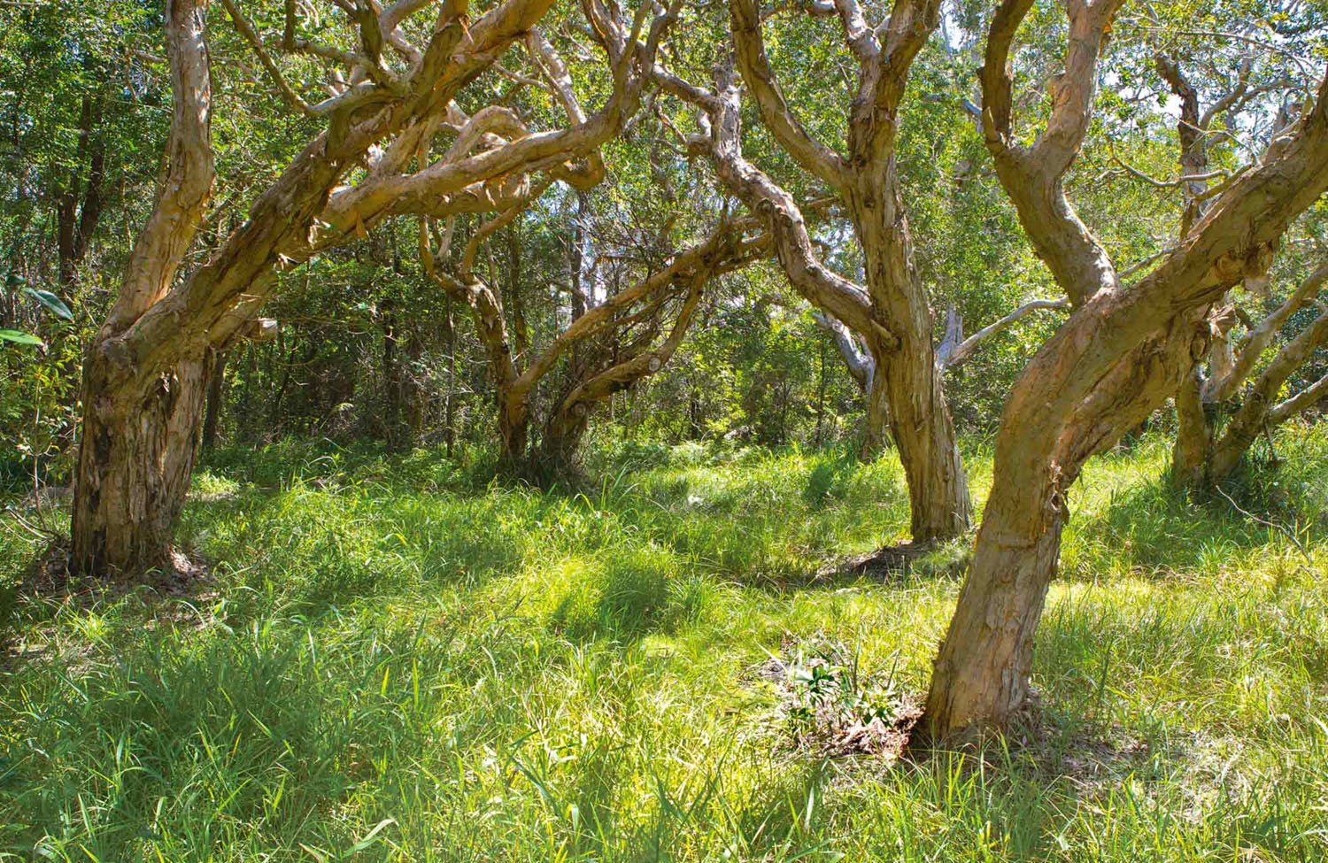 Trees play a surprising role in the water cycle