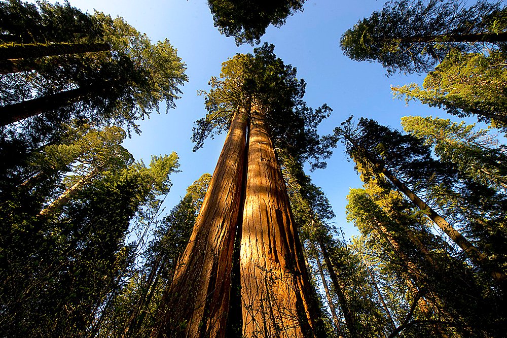 California Drought Is Stressing The Giant Sequoias