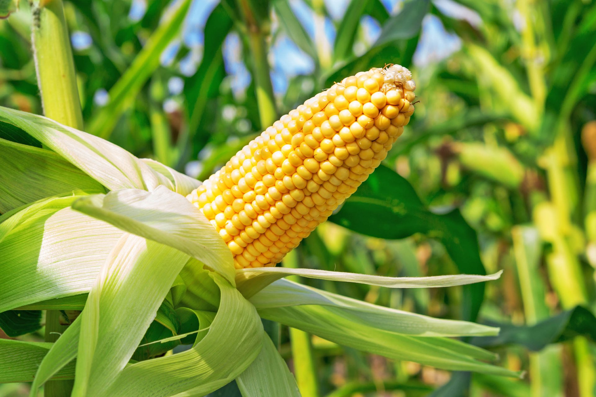 Farmers are finding alternatives to Atrazine