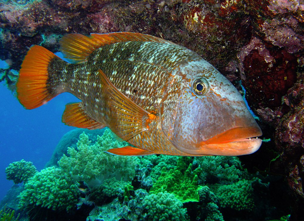 Study: Banning fishing in parts of the ocean isn't enough to save biodiversity