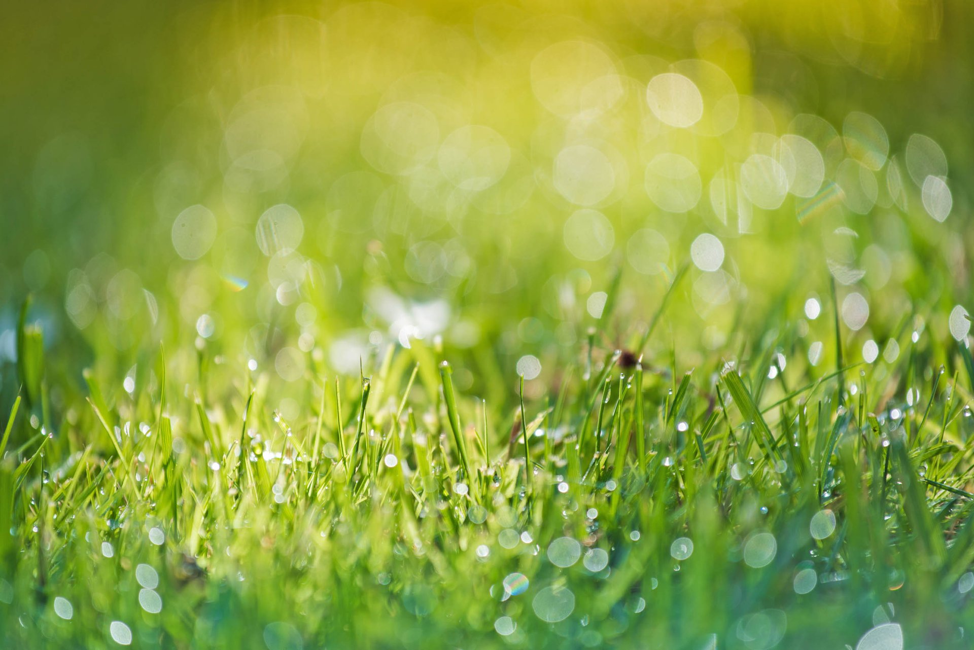 How much water does your lawn really need?