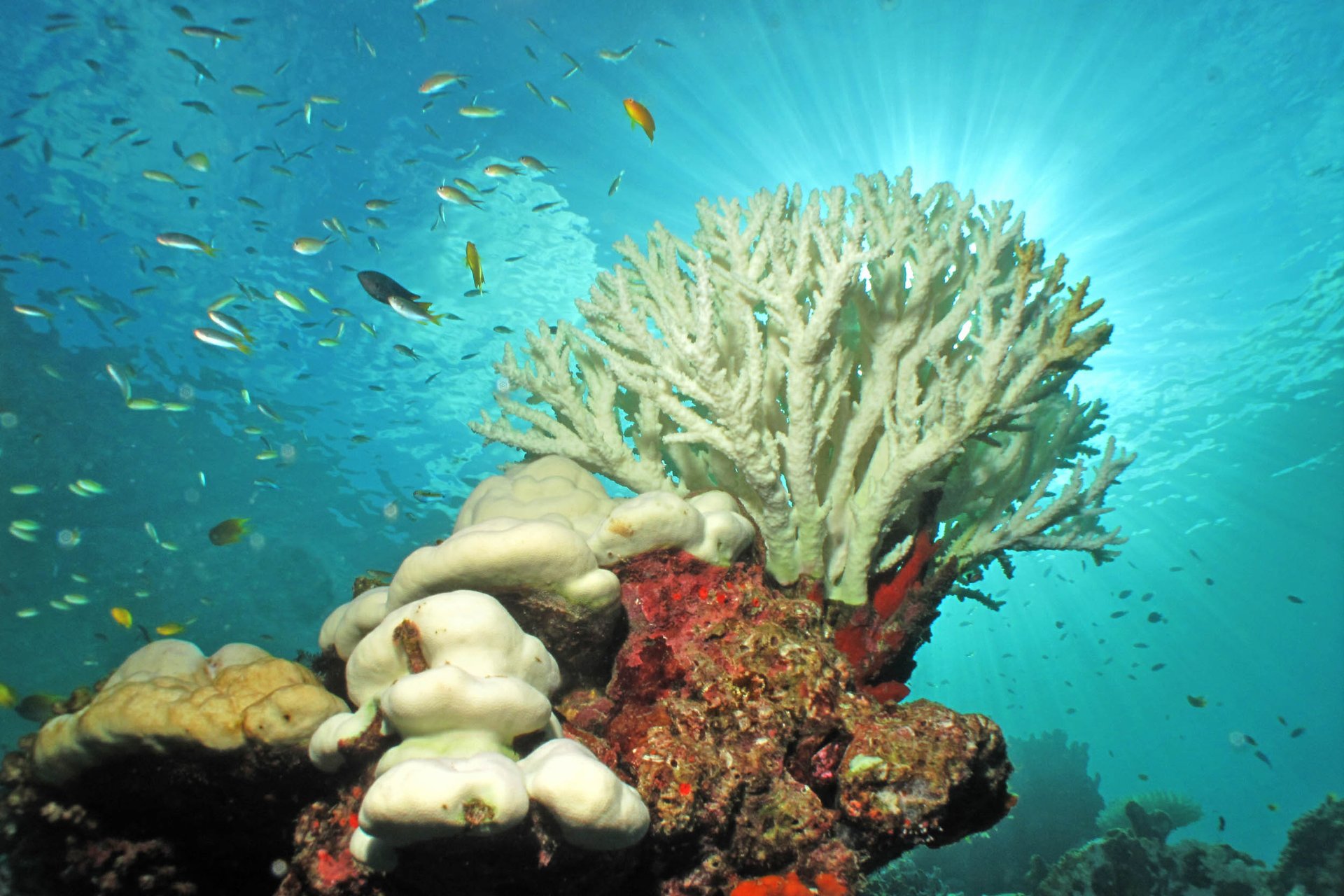 Current global coral bleaching event to last through 2016