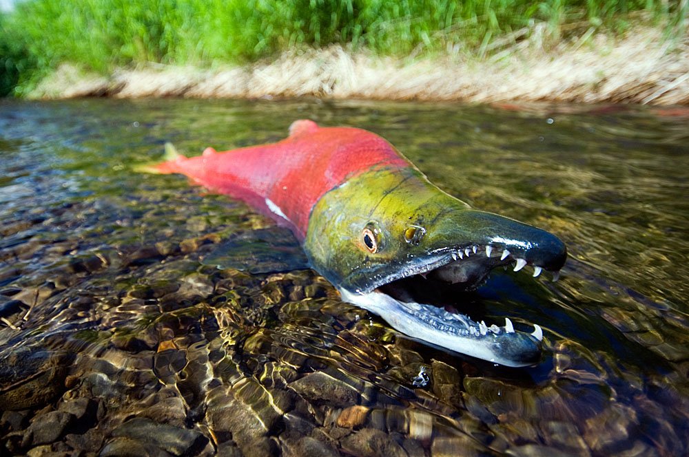 Extinct giant salmon used huge teeth as weapons