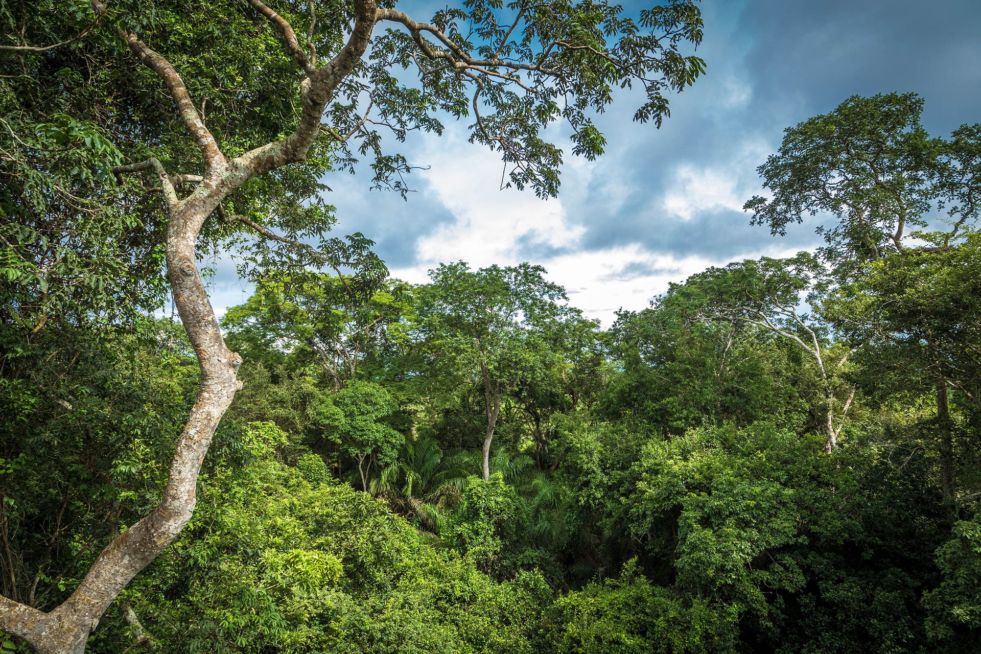 El Niño could drive intense fire season in the Amazon