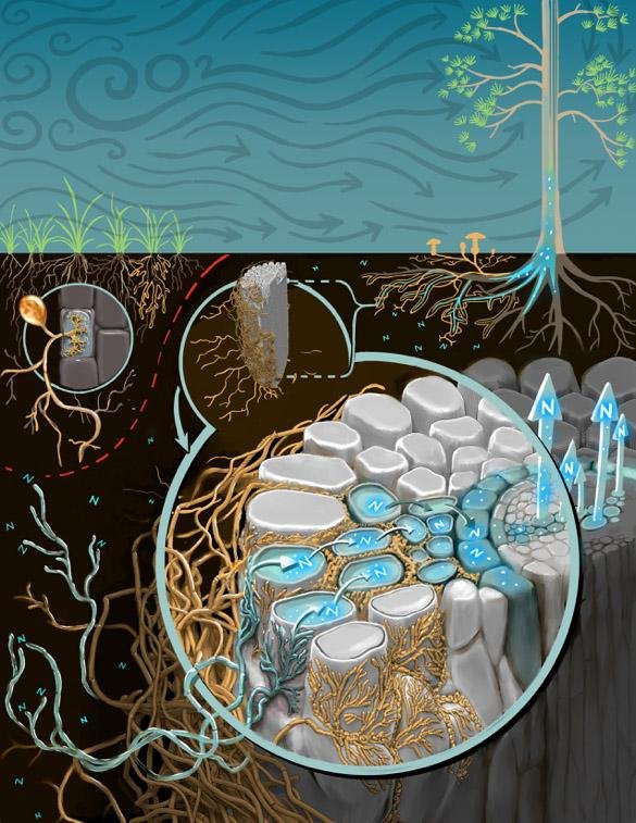 Plants need more nitrogen to combat climate change