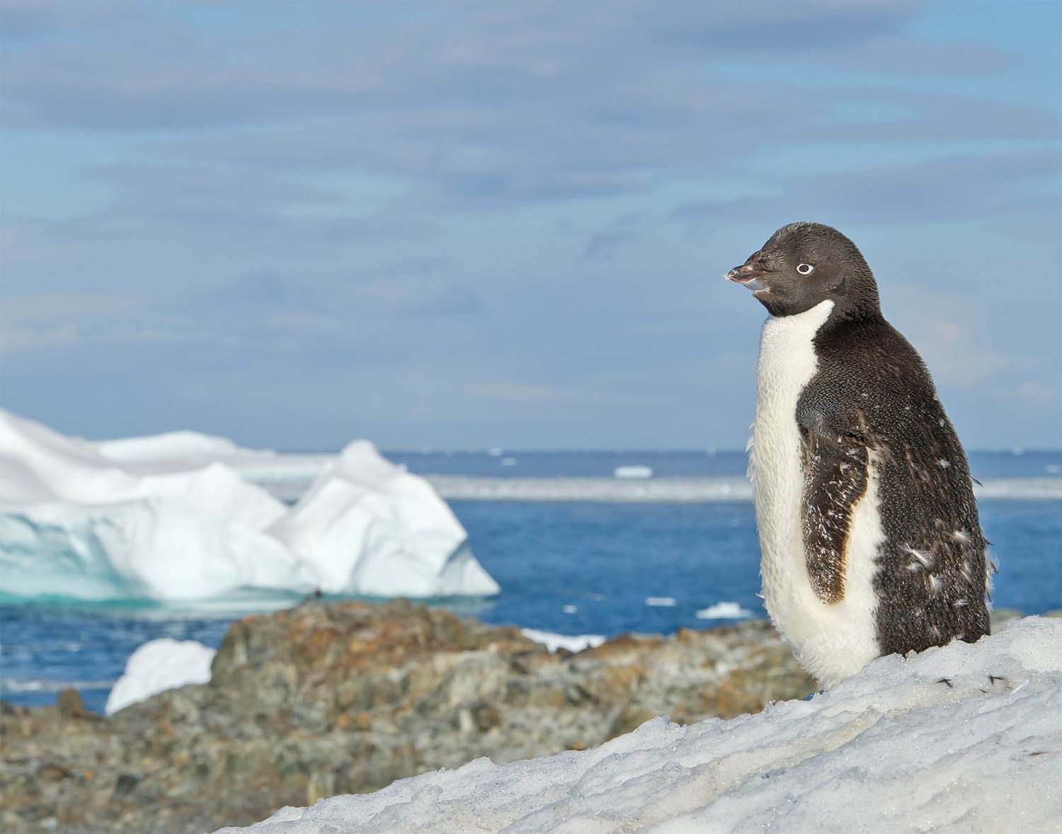 Adélie penguin population being decimated by climate change
