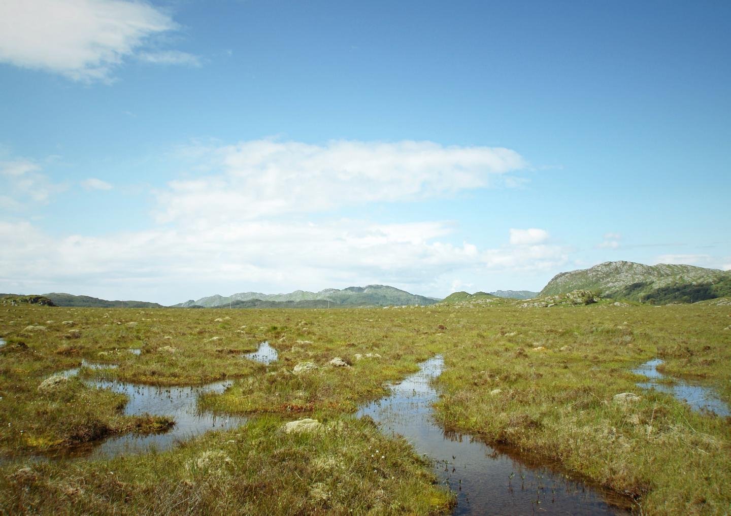 Rising sea levels threaten peatlands