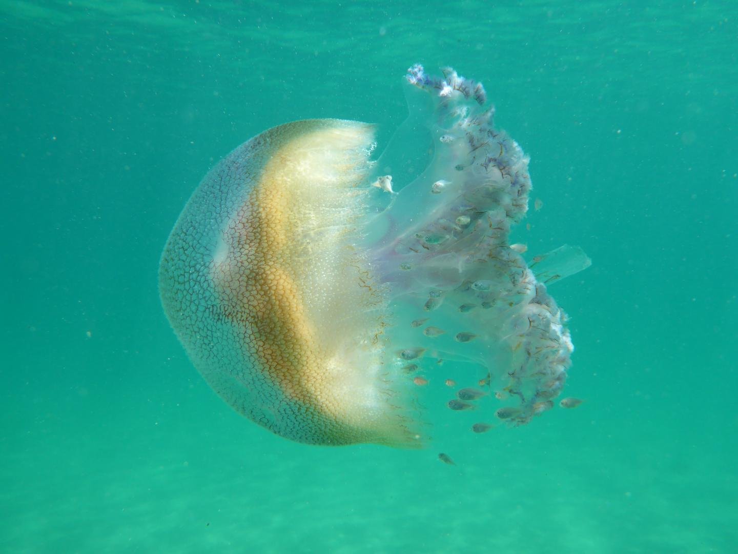 Symbiotic relationships are harmed by ocean acidification
