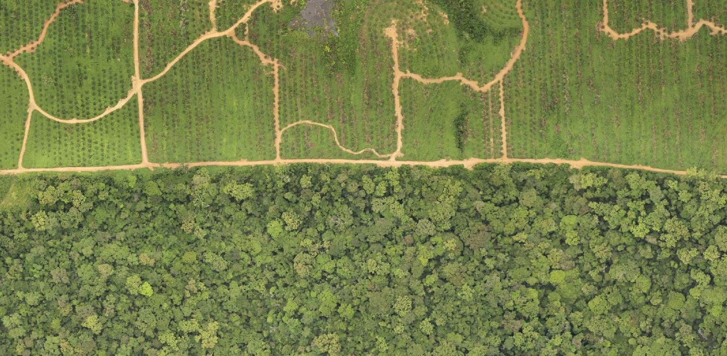 Curbing emissions from palm oil agriculture