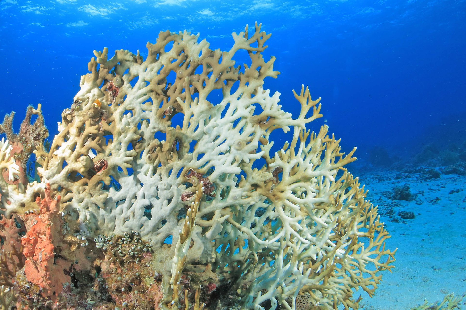 New software can quickly assess coral bleaching