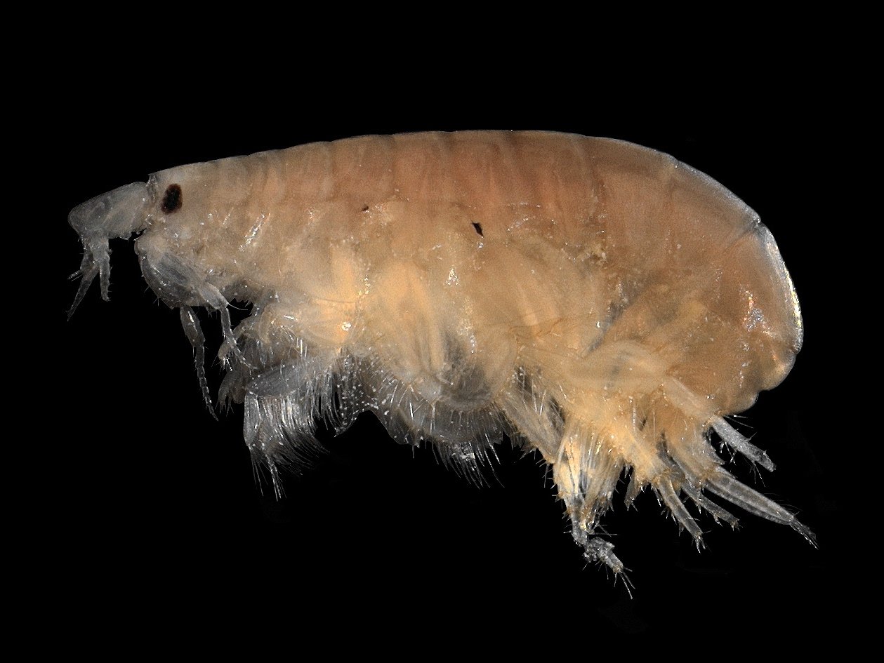 Man-made toxins found in the deepest ocean trenches