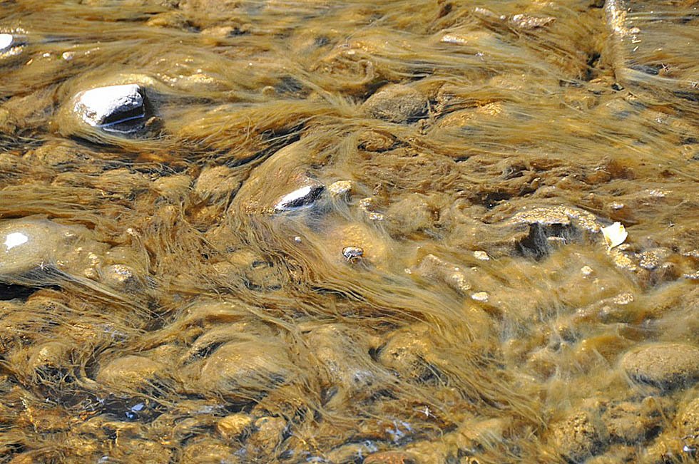 'Rock snot' algae no longer deemed invasive