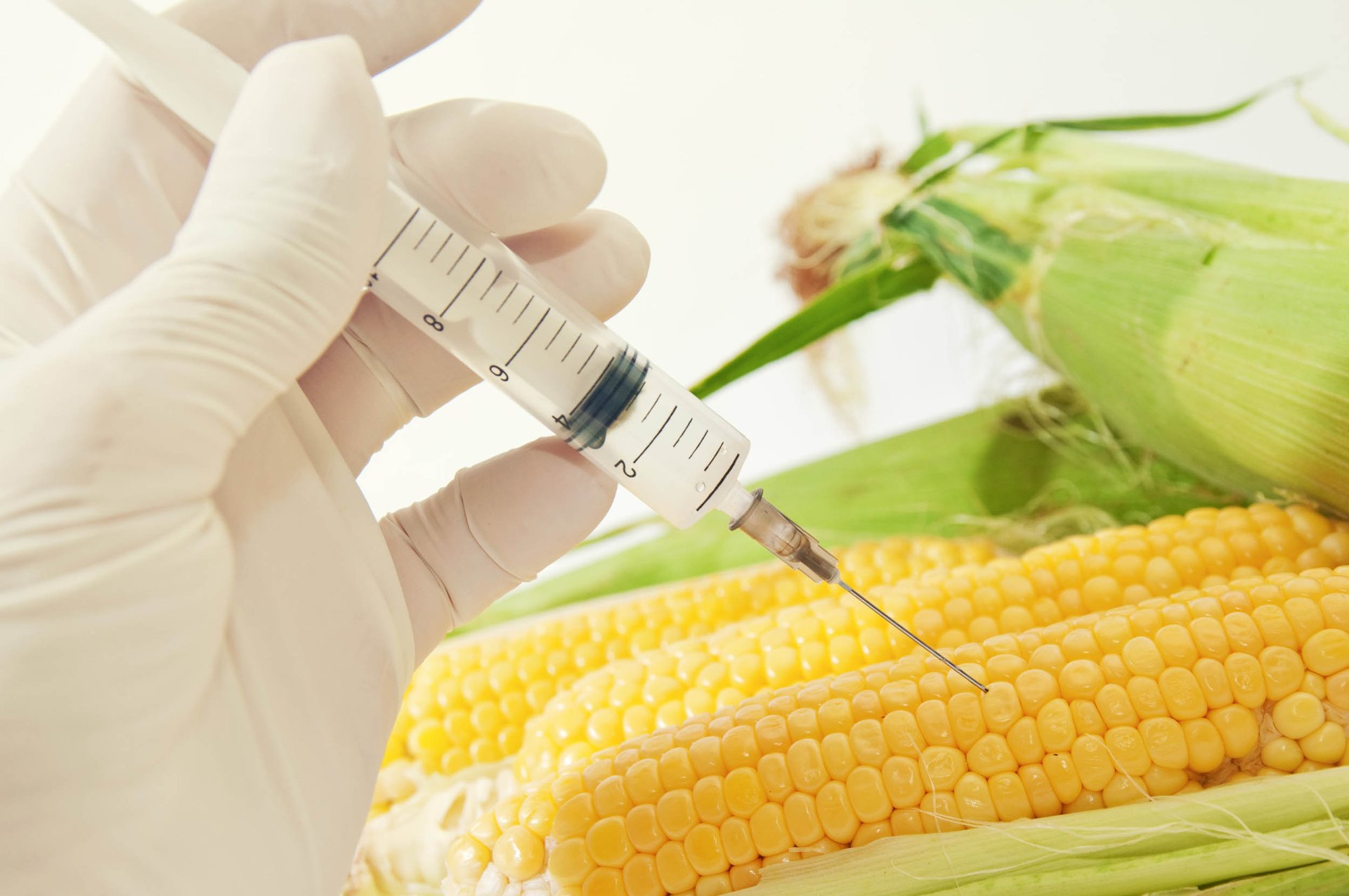 Hawaii continues fight to outlaw genetically engineered crops