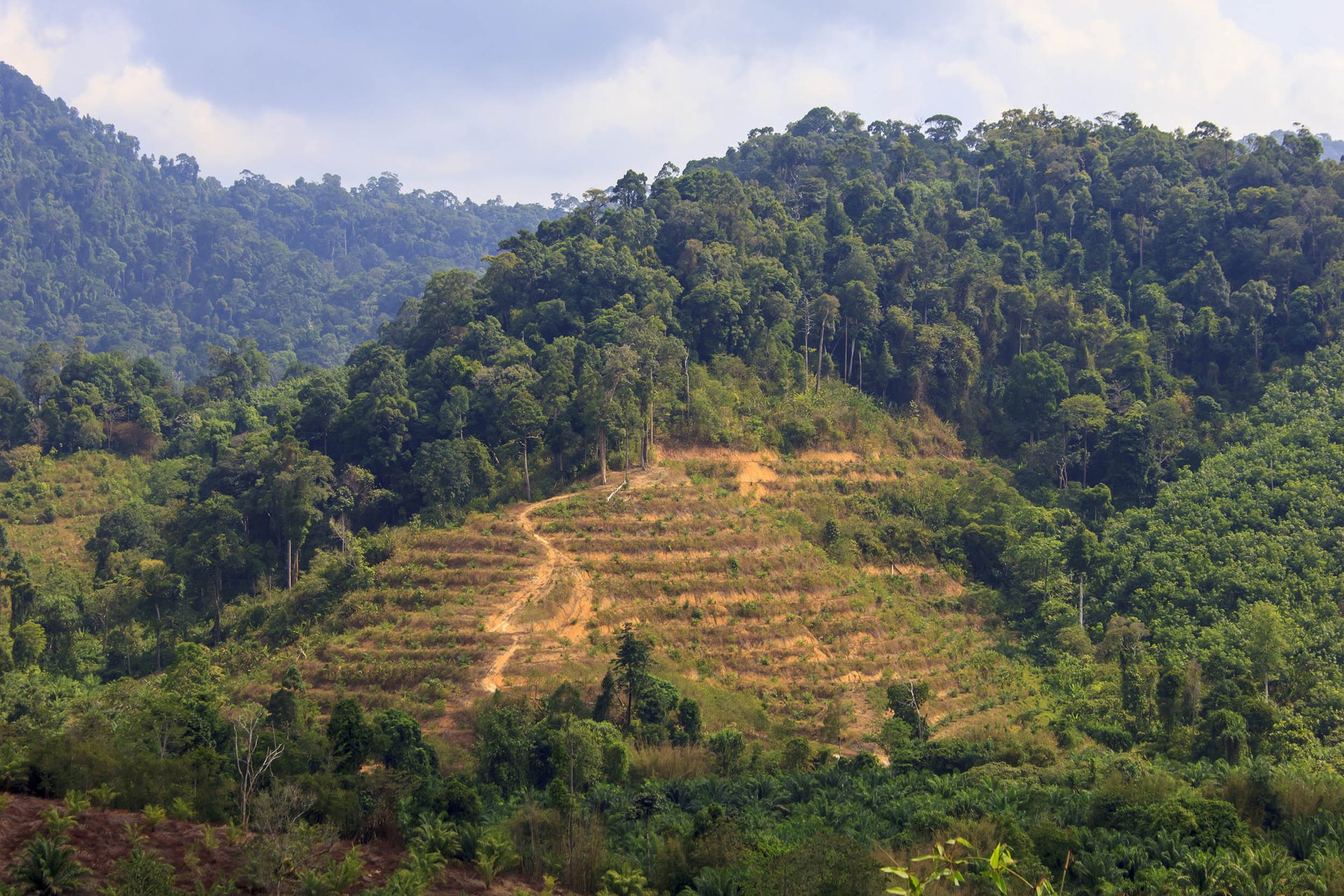 Multitasking is key to utilizing abandoned mountain rainforests
