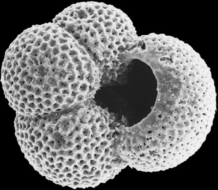 Environmental changes put a cap on species richness