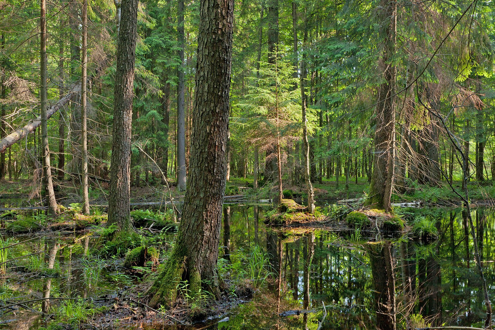 Fate of primeval Bialowieza Forest hangs in the balance