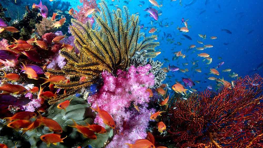 Scientists create world's largest coral gene database