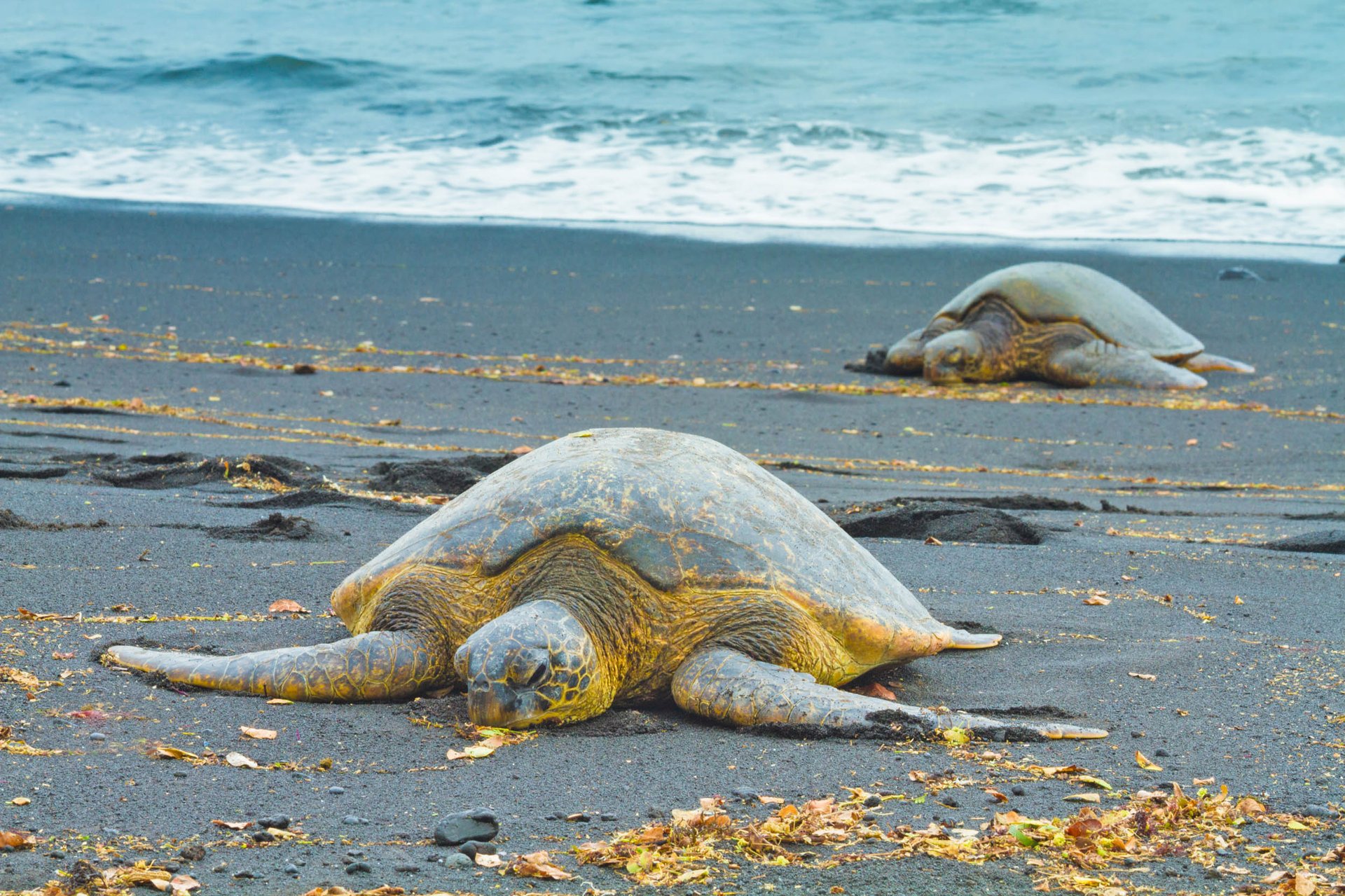 Study: removing beach debris increases sea turtle nests