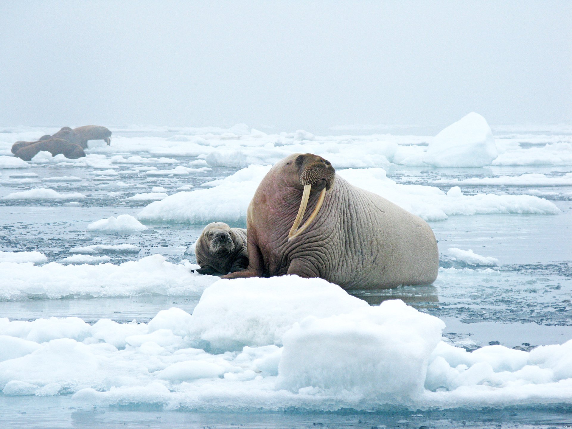 Increased vegetation in the Arctic region may counteract global warming
