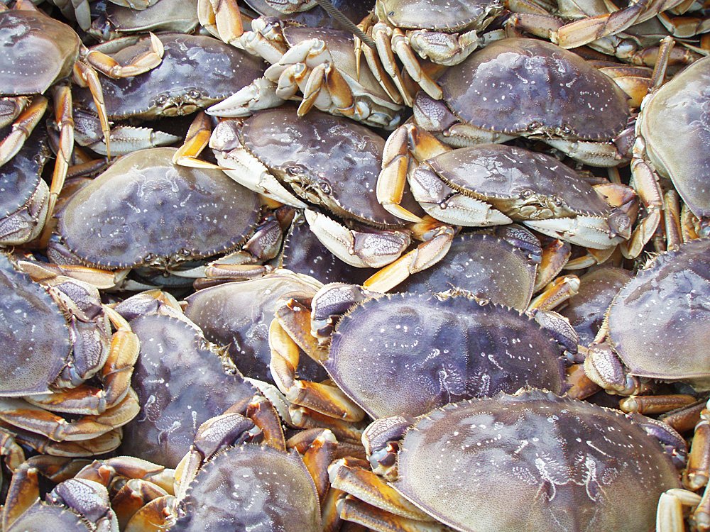 Algae Threatens To Cancel Dungeness Crab Season