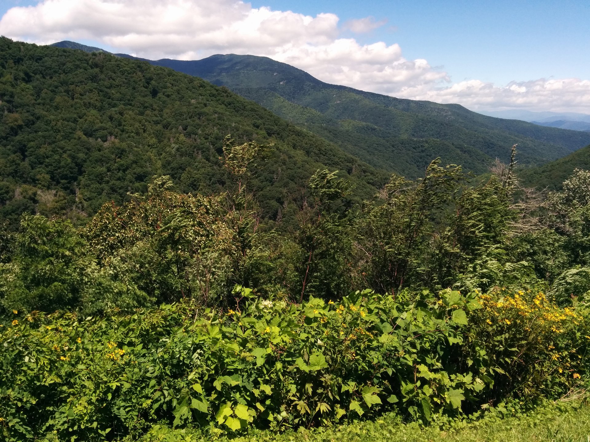 Carbon Accumulation by US Forests to Slow Over Next 25 Years