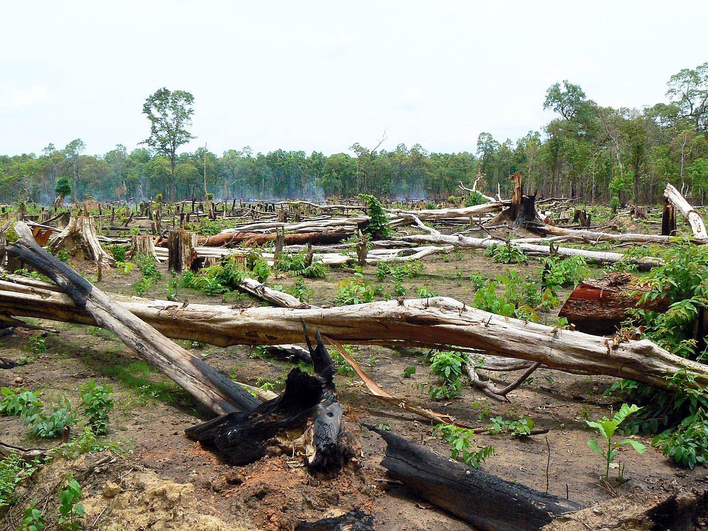 Protected Forests Being Lost At An Alarming Rate