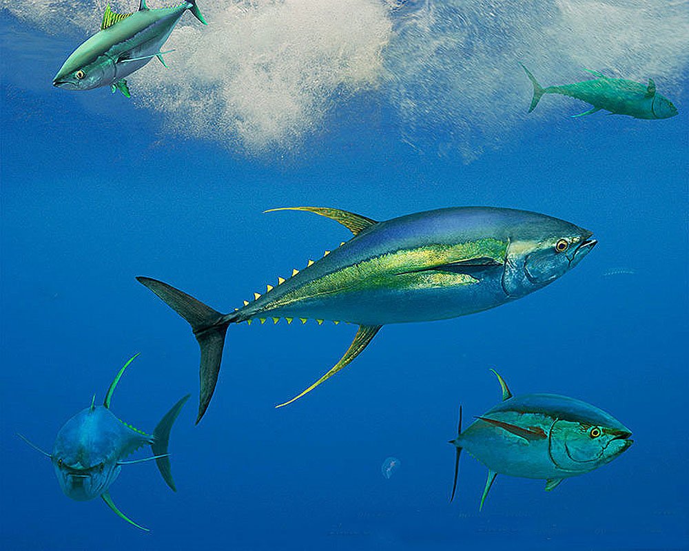 Hawaii Fishermen Allowed To Resume Catching Bigeye Tuna
