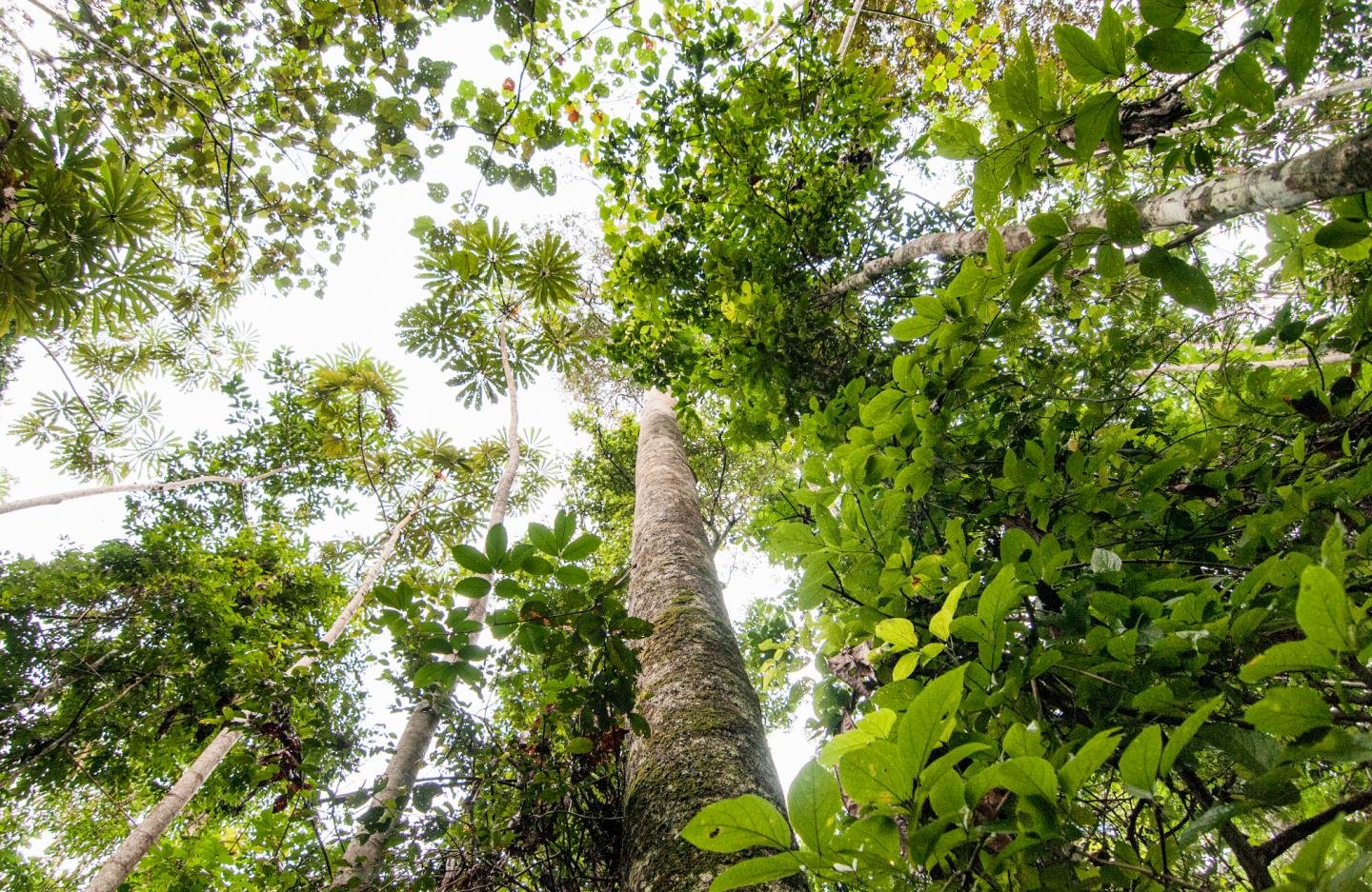 Using Blacklists To Protect The Rainforests