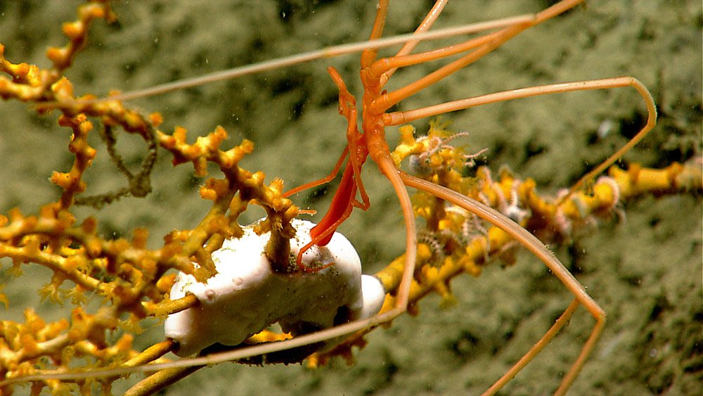 Conservationists Push For Atlantic Ocean National Monument