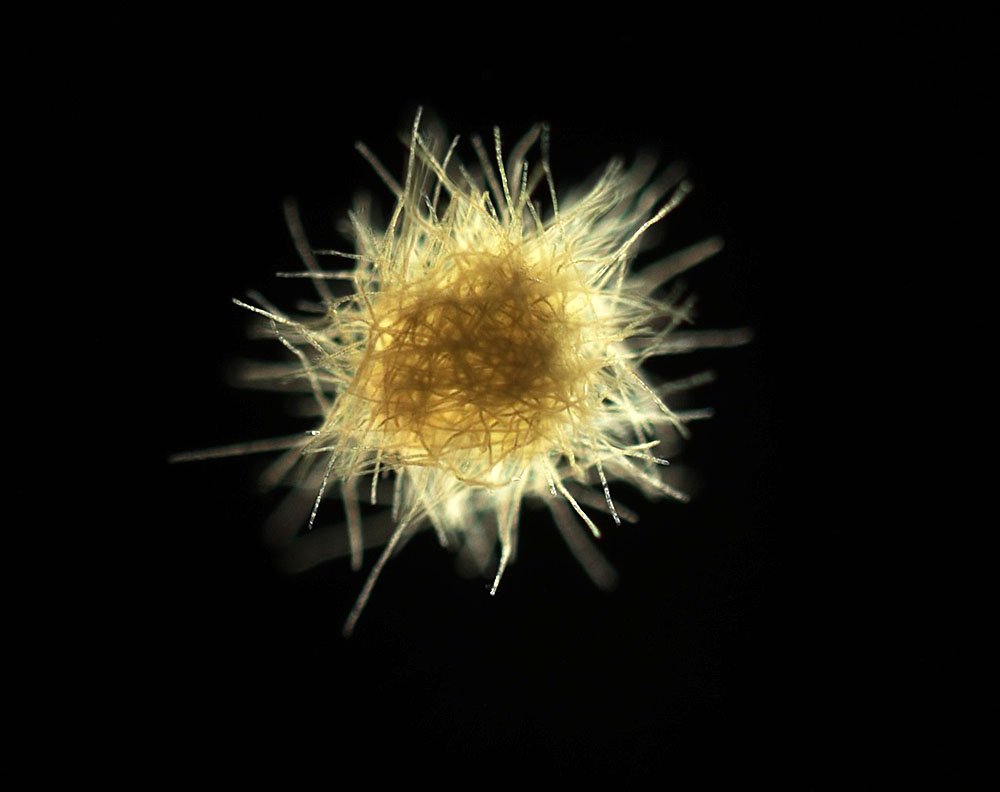 Climate Change Will Force Ocean Bacteria Into Irreversible Overdrive